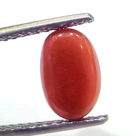 2.88 Ct 4.8 Ratti Natural Untreated Italian Red Coral Moonga Gems