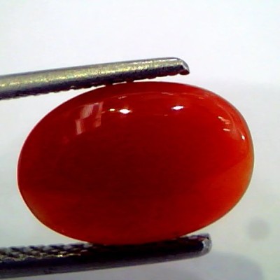2.86 Ct Top Grade Premium Untreated Natural Japan Red Coral Gemstone