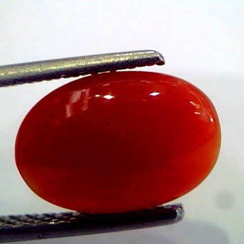 2.86 Ct Top Grade Premium Untreated Natural Japan Red Coral Gemstone