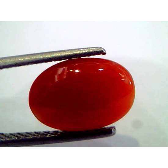2.86 Ct Top Grade Premium Untreated Natural Japan Red Coral Gemstone