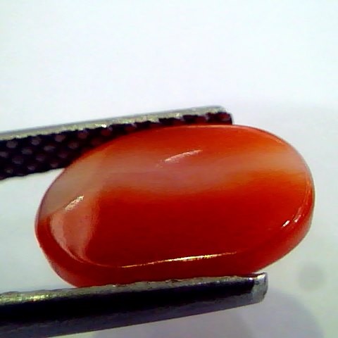 2.86 Ct Top Grade Premium Untreated Natural Japan Red Coral Gemstone