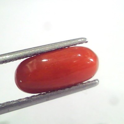 2.91 Ct 4.8 Ratti Natural Italian Red Coral Moonga Gemstone AAAA