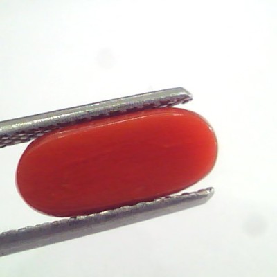 2.91 Ct 4.8 Ratti Natural Italian Red Coral Moonga Gemstone AAAA