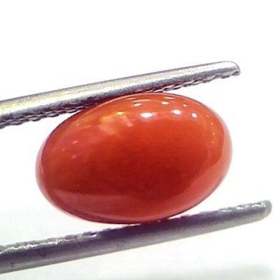 2.93 Ct 4.9 Ratti Natural Untreated Italian Red Coral Moonga Gems