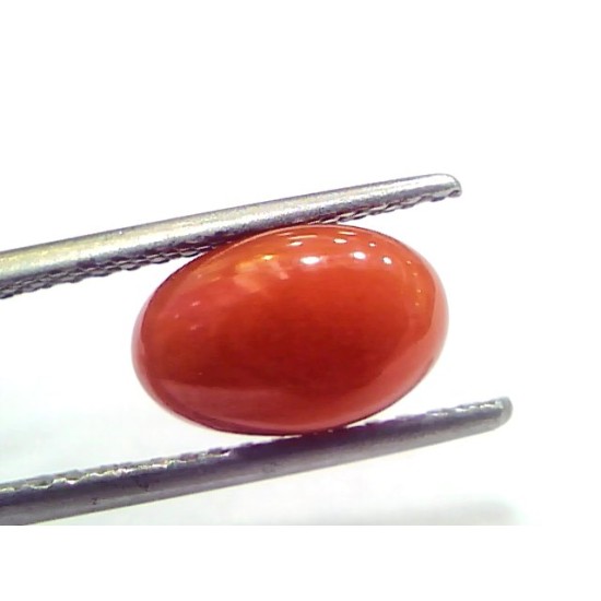 2.93 Ct 4.9 Ratti Natural Untreated Italian Red Coral Moonga Gems