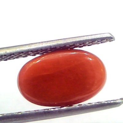 2.93 Ct 4.9 Ratti Natural Untreated Italian Red Coral Moonga Gems