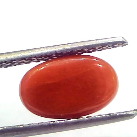 2.93 Ct 4.9 Ratti Natural Untreated Italian Red Coral Moonga Gems