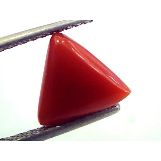 2.90 Carat Natural Italian Triangle Red Coral Moonga Gemstone