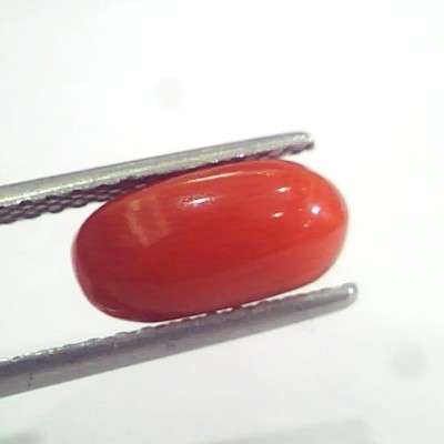2.94 Ct 4.85 Ratti Natural Italian Red Coral Moonga Gemstone AAAA