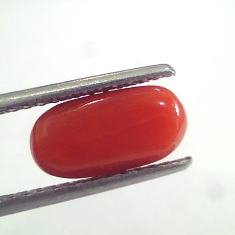 2.94 Ct 4.85 Ratti Natural Italian Red Coral Moonga Gemstone AAAA