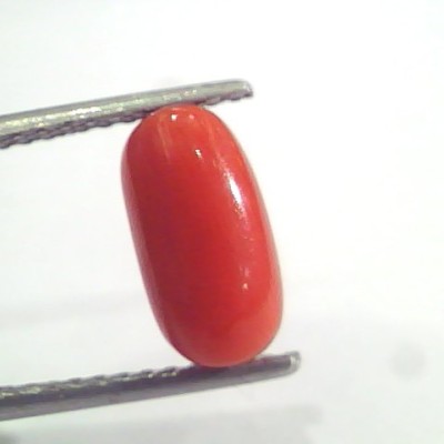 2.95 Ct 4.9 Ratti Natural Italian Red Coral Moonga Gemstone AAAA