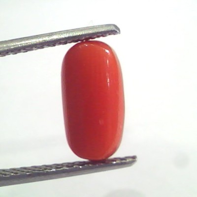 2.95 Ct 4.9 Ratti Natural Italian Red Coral Moonga Gemstone AAAA