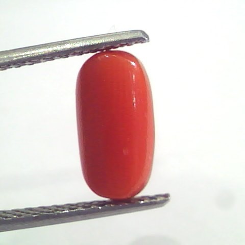 2.95 Ct 4.9 Ratti Natural Italian Red Coral Moonga Gemstone AAAA