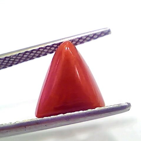 3.03 Ct 5.05 Ratti Natural Italian Triangle Red Coral Moonga Gemstone