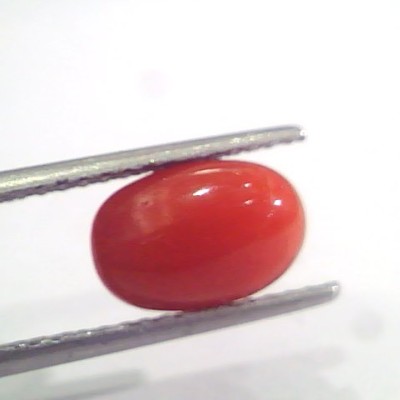 2.96 Ct 4.9 Ratti Natural Italian Red Coral Moonga Gemstone AAAA