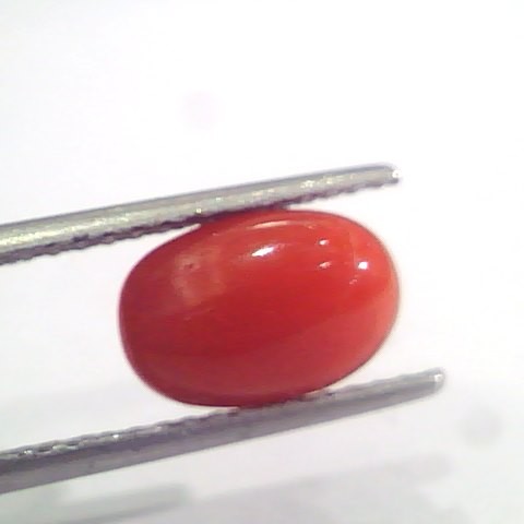 2.96 Ct 4.9 Ratti Natural Italian Red Coral Moonga Gemstone AAAA