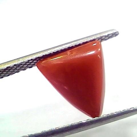 3.03 Ct 5.05 Ratti Natural Italian Triangle Red Coral Moonga Gemstone