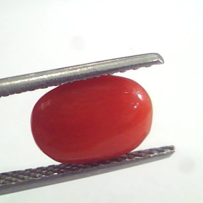 2.96 Ct 4.9 Ratti Natural Italian Red Coral Moonga Gemstone AAAA