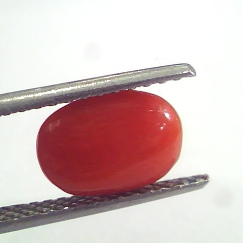 2.96 Ct 4.9 Ratti Natural Italian Red Coral Moonga Gemstone AAAA