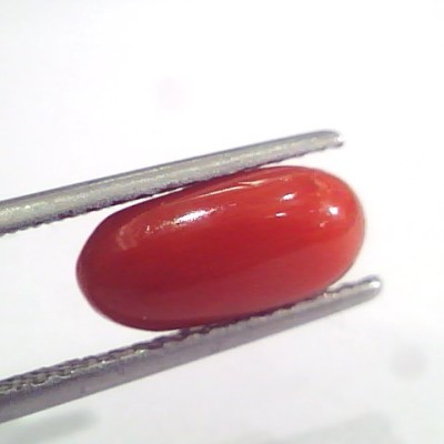 2.97 Ct 4.9 Ratti Natural Italian Red Coral Moonga Gemstone AAAA