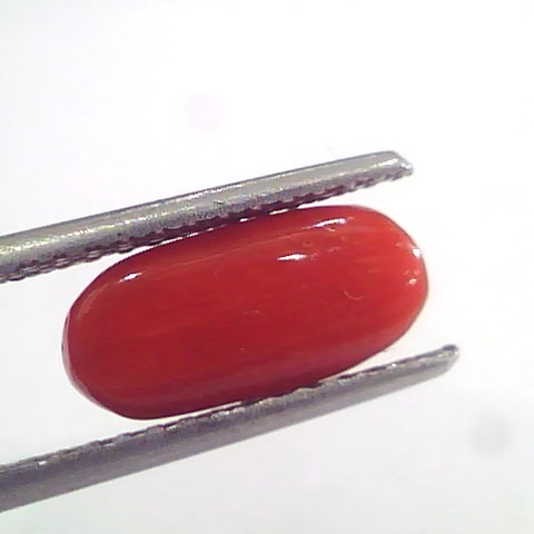 2.97 Ct 4.9 Ratti Natural Italian Red Coral Moonga Gemstone AAAA