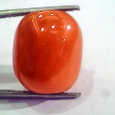 Huge 21.36 Ct Untreated Natural Italian Red Coral Gemstones AAA