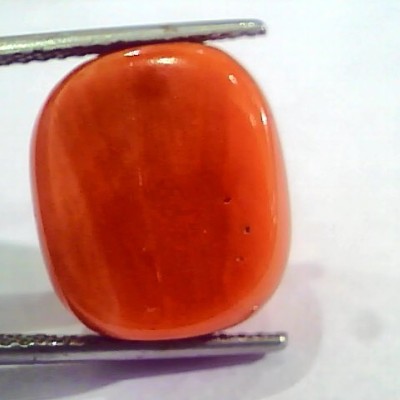 Huge 21.36 Ct Untreated Natural Italian Red Coral Gemstones AAA