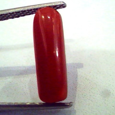 3.01 Carat Natural Italian Red Coral Moonga Gemstone