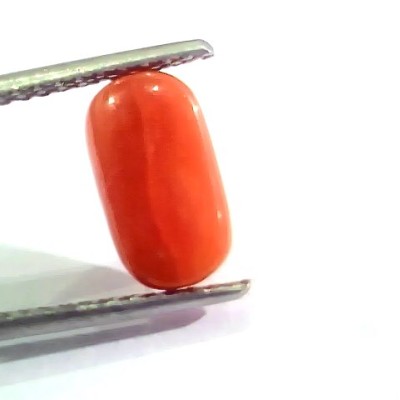 3.02 Ct 5 Ratti Natural Italian Red Coral Moonga Gemstone AA++