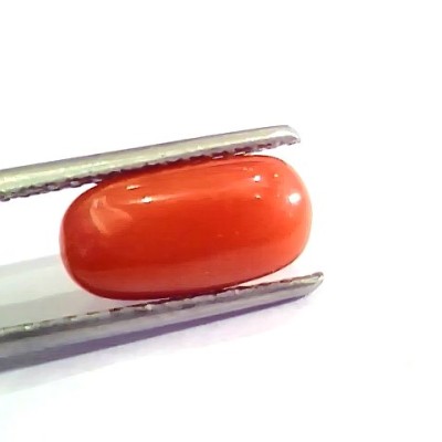 3.02 Ct 5 Ratti Natural Italian Red Coral Moonga Gemstone AA++