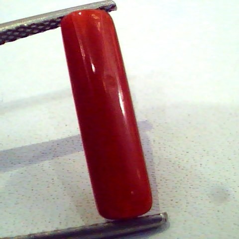 3.03 Carat Natural Italian Red Coral Moonga Gemstone
