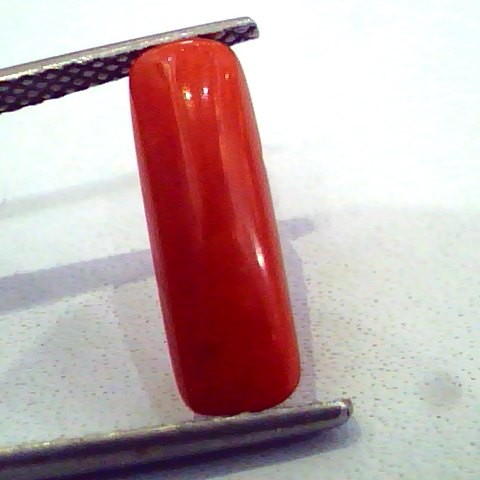 3.03 Carat Natural Italian Red Coral Moonga Gemstone