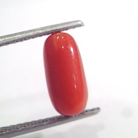 3.09 Ct 5 Ratti Natural Italian Red Coral Moonga Gemstone AAAA