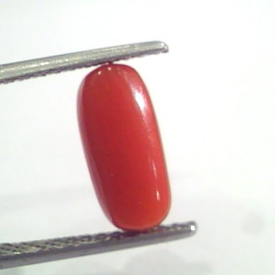 3.09 Ct 5 Ratti Natural Italian Red Coral Moonga Gemstone AAAA