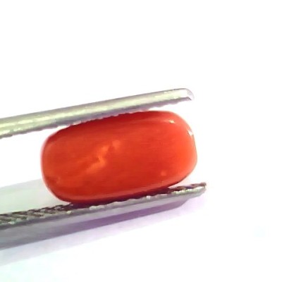 3.09 Ct 5 Ratti Natural Italian Red Coral Moonga Gemstone AA++