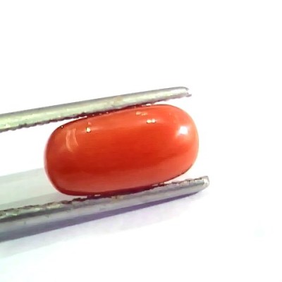 3.09 Ct 5 Ratti Natural Italian Red Coral Moonga Gemstone AA++