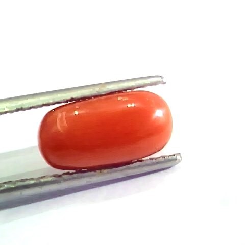3.09 Ct 5 Ratti Natural Italian Red Coral Moonga Gemstone AA++