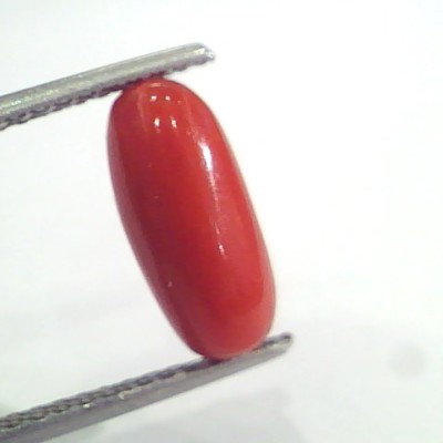 3.15 Ct 5.1 Ratti Natural Italian Red Coral Moonga Gemstone AAAA