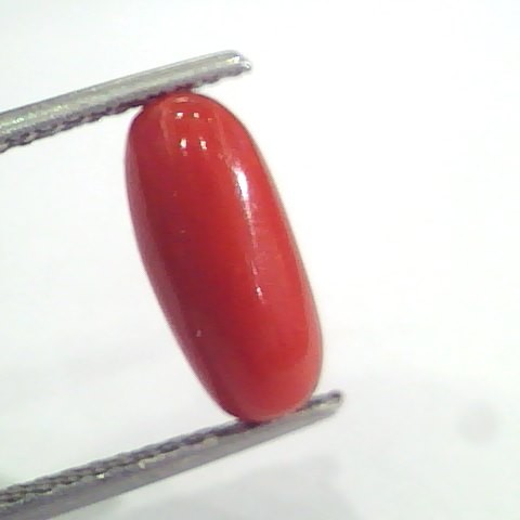 3.15 Ct 5.1 Ratti Natural Italian Red Coral Moonga Gemstone AAAA