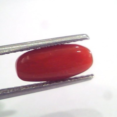 3.15 Ct 5.1 Ratti Natural Italian Red Coral Moonga Gemstone AAAA