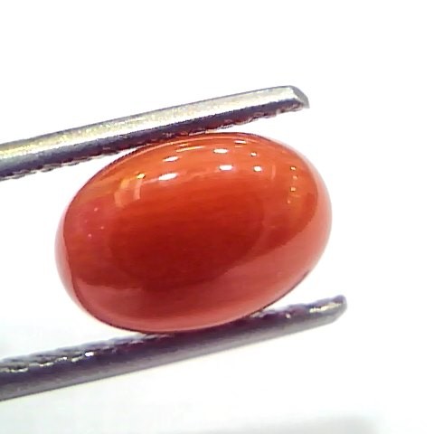 3.17 Ct 5.3 Ratti Natural Untreated Italian Red Coral Moonga Gems