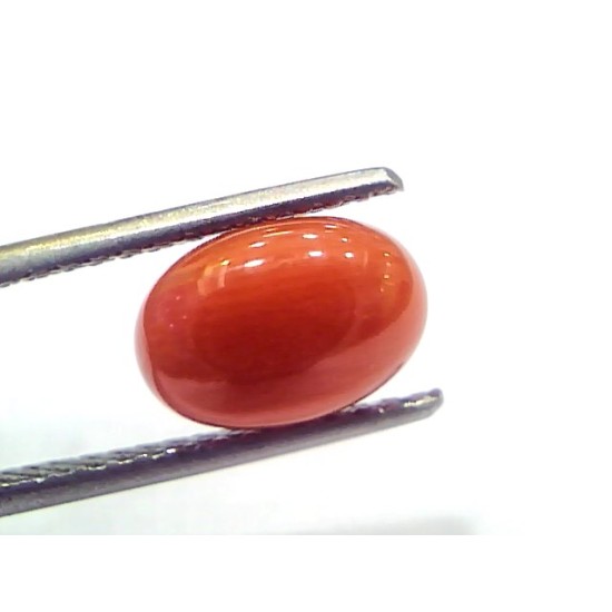 3.17 Ct 5.3 Ratti Natural Untreated Italian Red Coral Moonga Gems