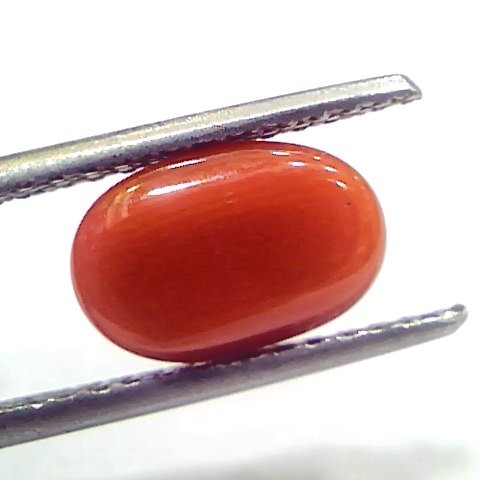 3.17 Ct 5.3 Ratti Natural Untreated Italian Red Coral Moonga Gems