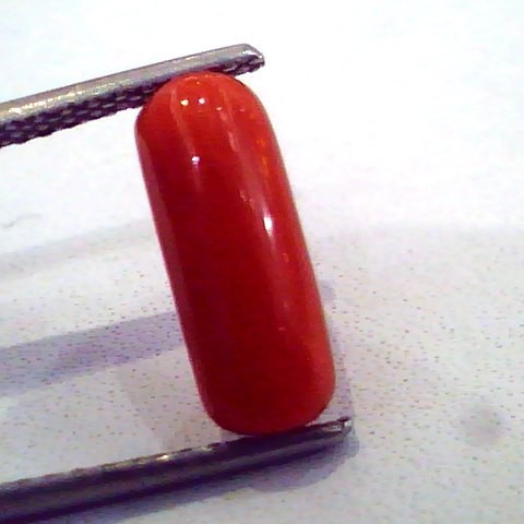 3.15 Carat Natural Italian Red Coral Moonga Gemstone