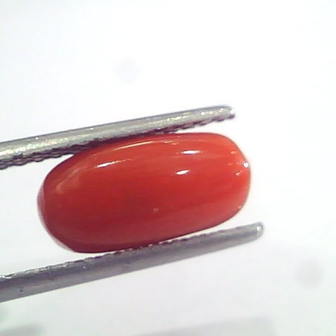 3.17 Ct 5.25 Ratti Natural Italian Red Coral Moonga Gemstone AAAA