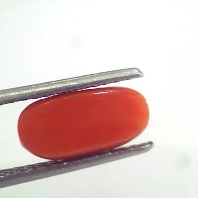 3.17 Ct 5.25 Ratti Natural Italian Red Coral Moonga Gemstone AAAA