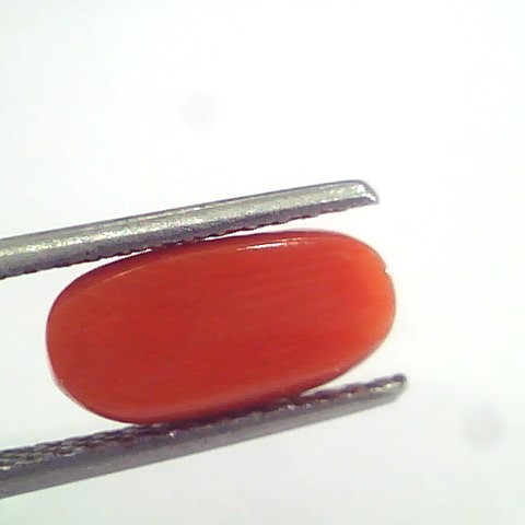 3.17 Ct 5.25 Ratti Natural Italian Red Coral Moonga Gemstone AAAA
