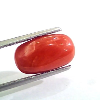 3.20 Carat Natural Italian Red Coral Moonga Gemstone AAAA