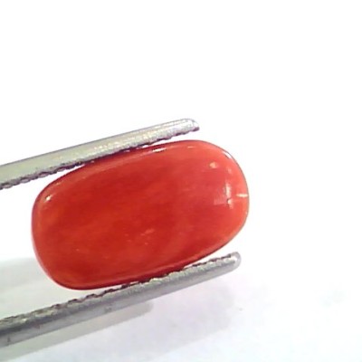3.20 Carat Natural Italian Red Coral Moonga Gemstone AAAA