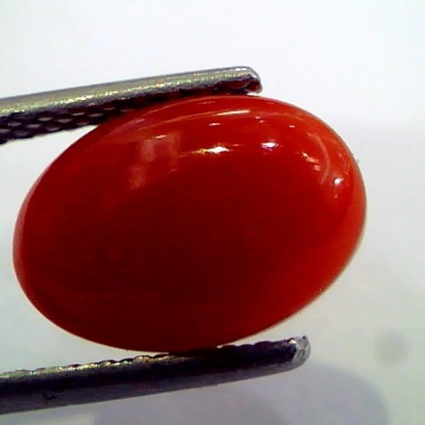 3.26 Ct Top Grade Premium Untreated Natural Japan Red Coral Gemstone
